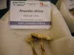 amanita citrina